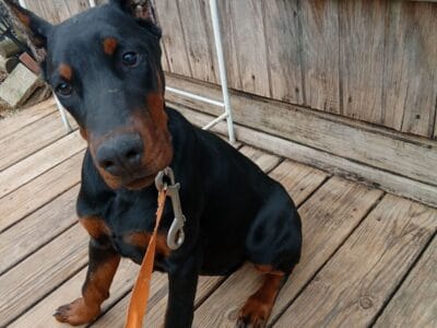 100% European Doberman pups