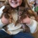 Tiny female long hair chihuahua puppies.