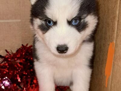 Siberian Husky