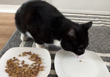 Stray kitten