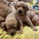 AKC Lab Puppies for Sale