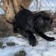 Cane Corso Puppies