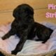 English Mastiff Puppies