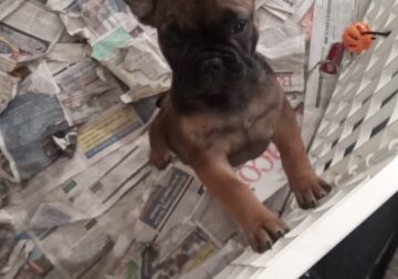 French Bulldog puppies Male and Female