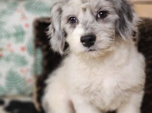 frenchie poodle cross
