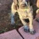 AKC German Shorthaired Pointer Pups