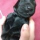 Giant Schnauzer Puppies