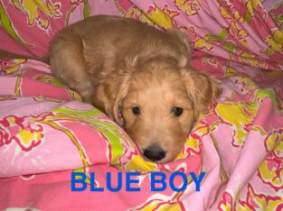 Puppies For Sale!