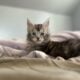 Maine Coon Kitten Available 03/02/25