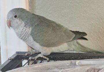 I need to rehome my eight month old blue Quaker .