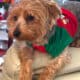 15 mos old Yorkie