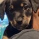 Puppies looking for homes
