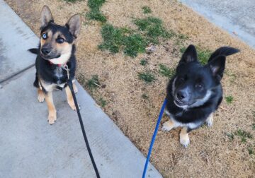 11 month old male litter mates
