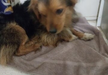 Cairin/Aussie Terrier mix