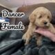 F2 mini labradoodle puppies