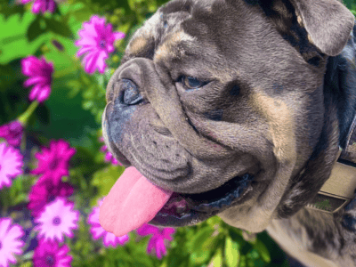 Triblend Merle English Bulldog