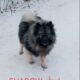 Beautiful Purebred Keeshond Puppies for Sale