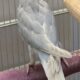 Indian Ringneck babies