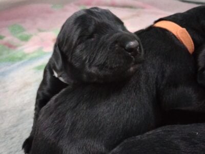Giant Schnauzer Puppies