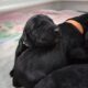 Giant Schnauzer Puppies