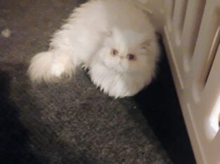 Flame point Himalayan