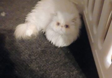 Flame point Himalayan