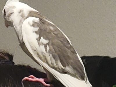 Male White Faced Pied Cockatiel
