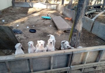 4 month old white with blue eyes pit bull puppies