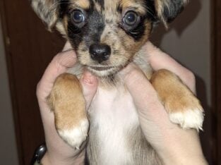 Male Merle