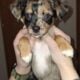 Male Merle
