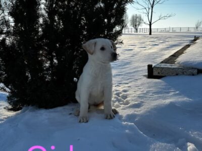 White Female German Shepard Puppy