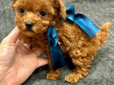 Tiny toy poodle
