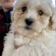 Teddy Bear Puppies! Shih Tzu & Bichone Frise MIx