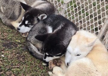 PureBred Alaskan Malamutes