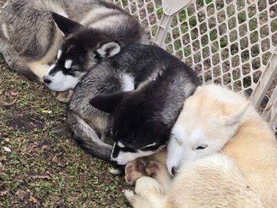 PureBred Alaskan Malamutes