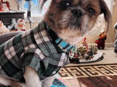 Shih Tzu