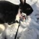 Bunnies For Sale