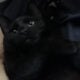 Adorable black 9 month young cat needs new home