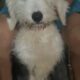Old English Sheepdog