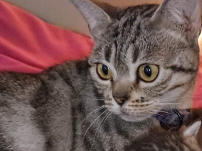 Female 4 yrs old Bengal mixed