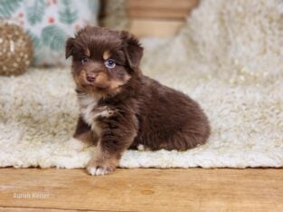 toy aussies