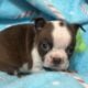 Akc Boston Terrier Puppies