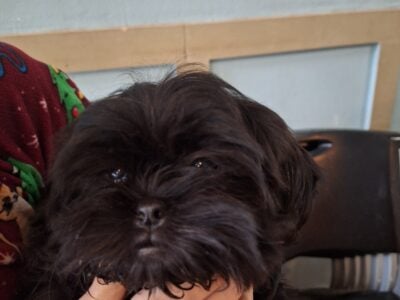 Shih Tzu Puppies For Sale