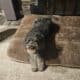 Goldendoodle