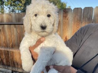 Golden Doodle puppies
