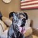 Great Dane, 8y/o