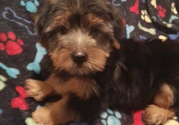 Yorkie Velma (female)