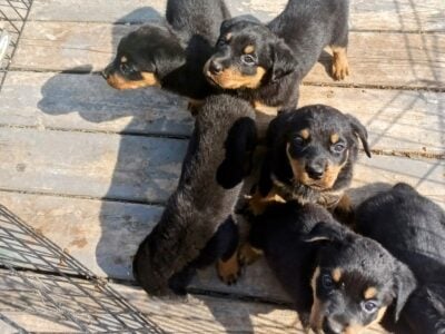 German Rottweiler puppies