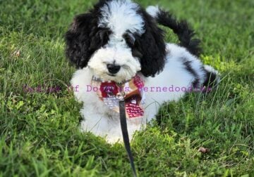 Standard poodle