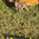AKC German Shorthaired Pointer Pups